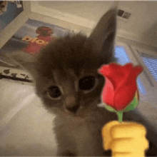 Cute kitten with flowers